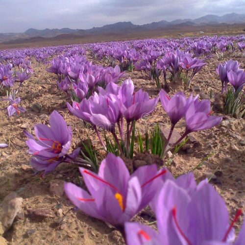 مزرعه زعفران